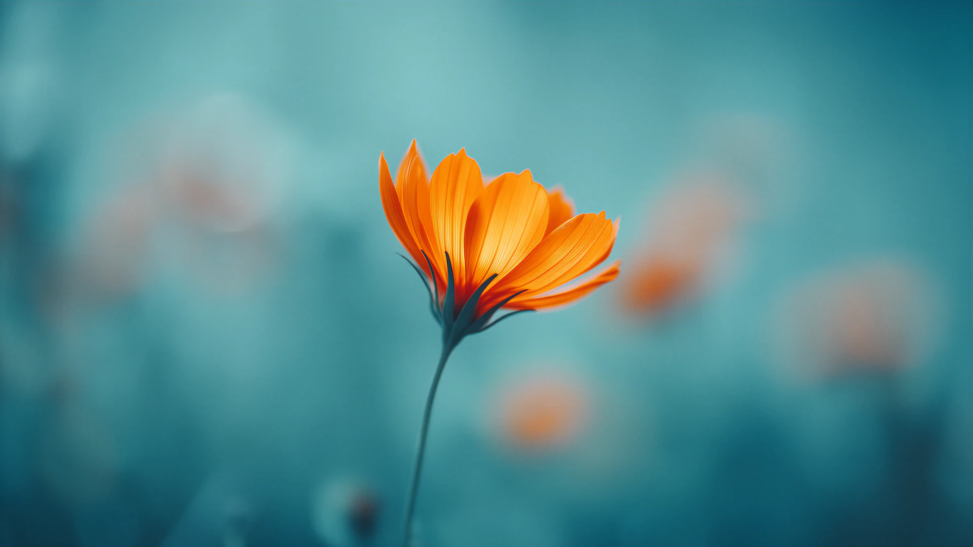 A vivid orange flower rises against a dreamy blue background in this striking macro wallpaper, blending delicate detail with soft, atmospheric bokeh.