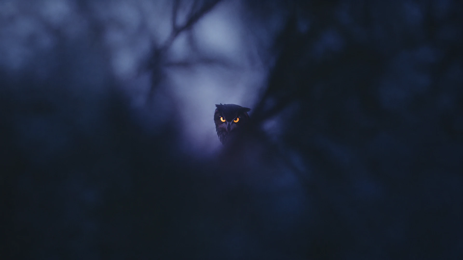 A mysterious owl emerges from the violet darkness, its glowing amber eyes piercing through blurred forest branches. A haunting nocturnal wallpaper filled wit…