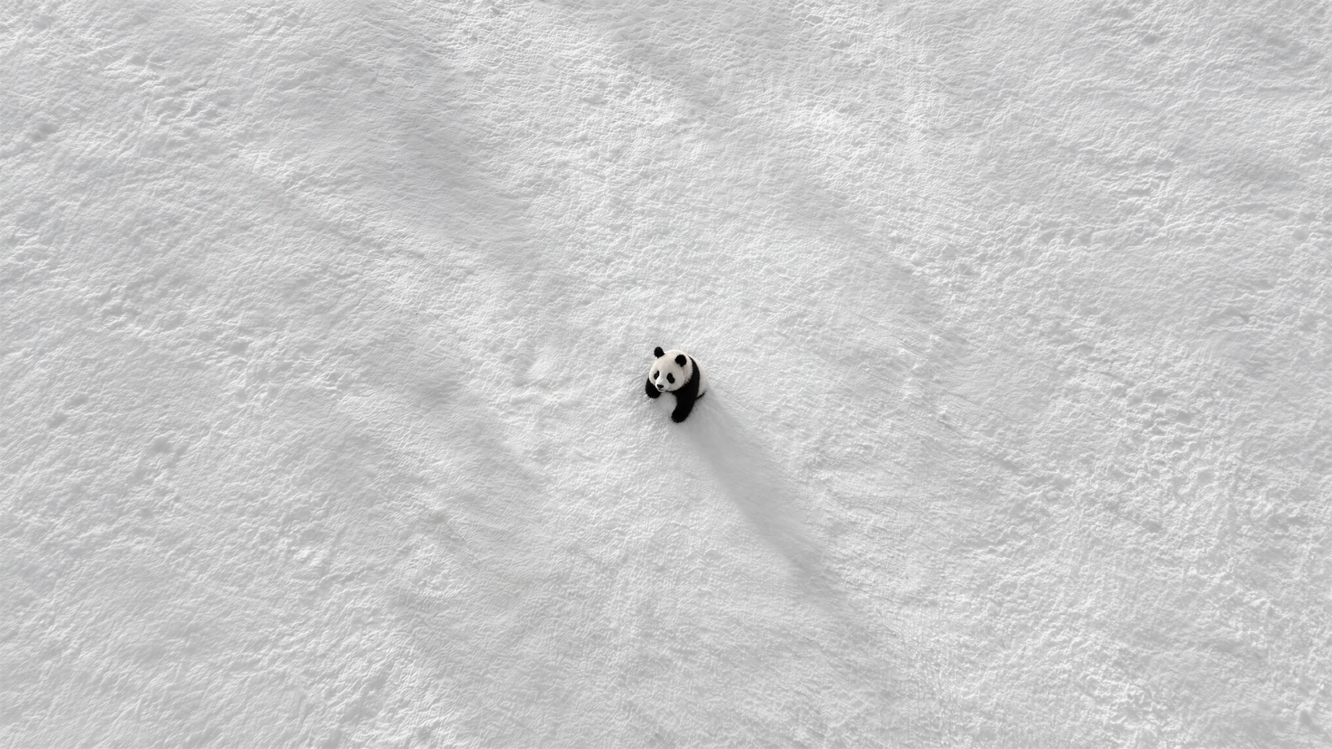 A tiny panda wanders across an endless white snowfield, captured from above in stark minimalist monochrome. Its long shadow adds a quiet touch of drama.