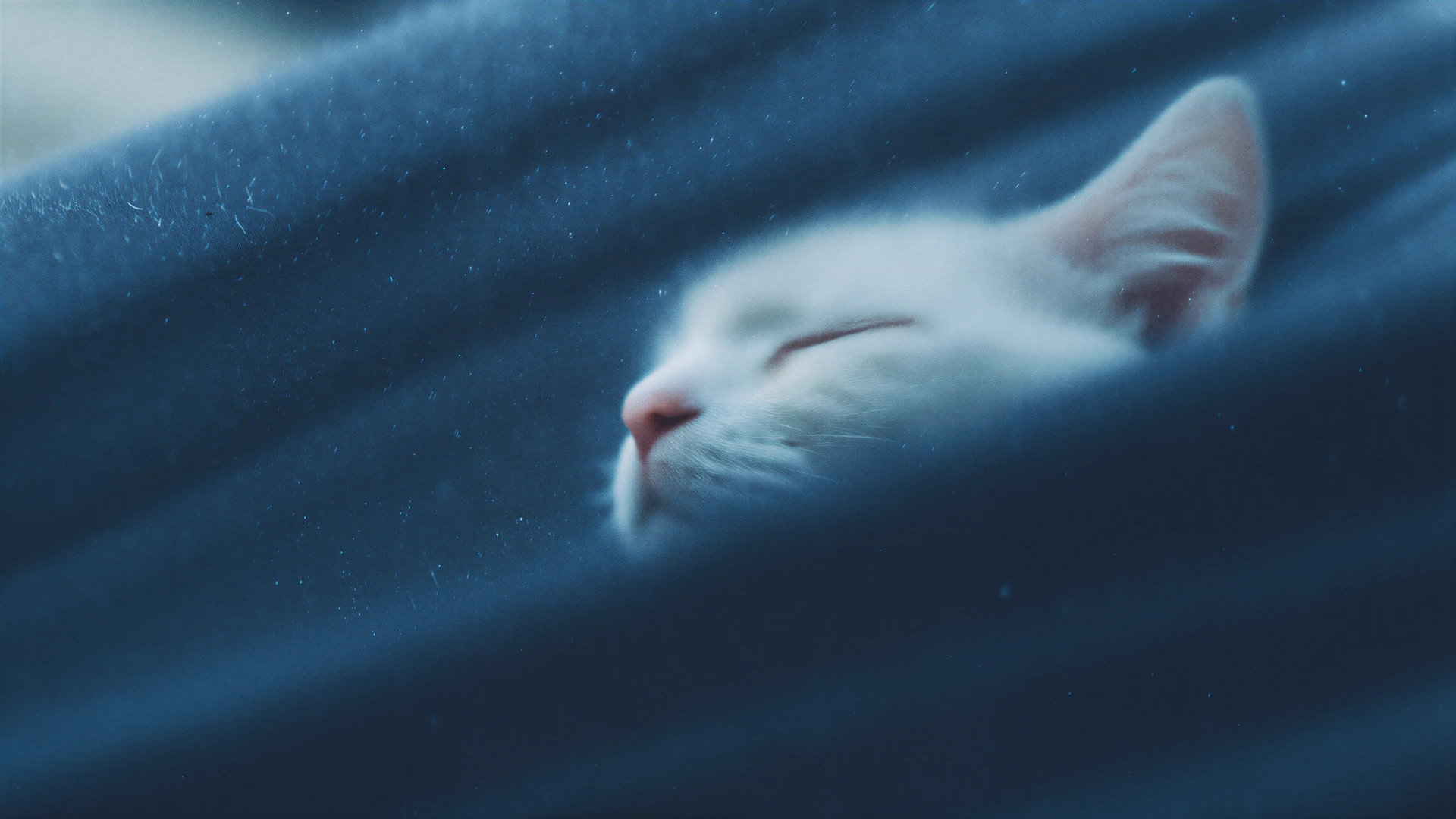 A dreamy blue cat sleeps behind a rain-speckled window, blending cinematic softness with surreal dreamcore calm. A serene, minimal wallpaper in cool aquatic…
